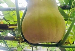 吃种瓜得瓜,揭示因果循环的神奇力量