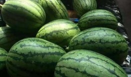 吃瓜大白16,一场关于瓜果的狂欢盛宴