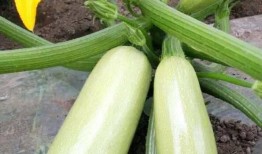 孕期吃西葫芦瓜,西葫芦瓜的营养价值与食用建议