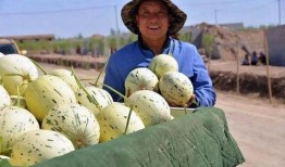 瓜州县吃瓜事件视频,一场网络狂欢背后的真相与反思