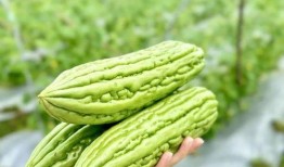 吃矮瓜会贫血,过量食用可能导致贫血风险