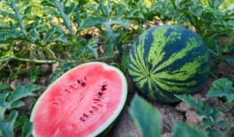 河南主播吃瓜,揭秘幕后故事与美食诱惑