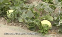 瓜州县吃瓜事件视频,一场网络狂欢背后的真相与反思