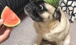 你别吃瓜了,揭开网络谣言的真相与应对策略