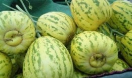 花皮瓜不甜怎么吃,花皮瓜不甜的创意食用方法探索