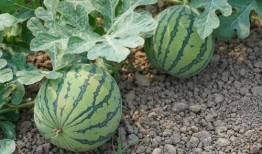 莱阳金海洋吃瓜,瓜果飘香，品味田园生活新篇章