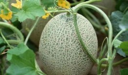 花皮瓜不甜怎么吃,花皮瓜不甜的创意食用方法探索