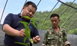 庆元吃瓜新闻,揭秘背后真相与网络舆论风暴