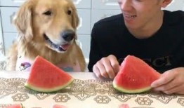 狗参加吃瓜大赛,瓜果飘香，萌宠欢乐竞技场