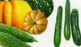 吃瓜群众小林芒果,揭秘吃瓜群众的趣味生活