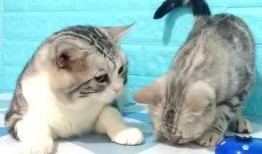 猫抢着吃瓜,瓜香四溢，喵星人大展身手