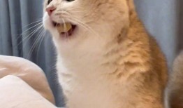 搞笑猫咪吃瓜群众视频,笑料百出！