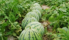 燕子吃的瓜甜吗,甜蜜滋味揭秘