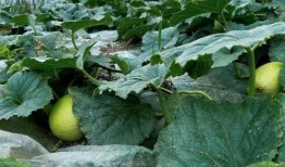 燕子吃的瓜甜吗,甜蜜滋味揭秘