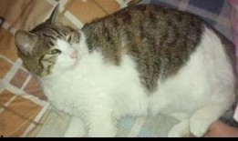 搞笑猫咪吃瓜群众视频,笑料百出！