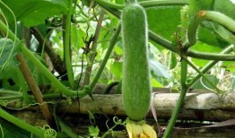 吃种瓜得瓜,揭示因果循环的神奇力量