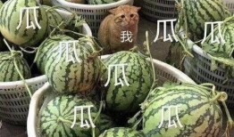 会长吃瓜视频,揭秘娱乐圈幕后真相