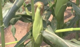 吃玉米瓜甜视频,揭秘甜蜜背后的种植奥秘