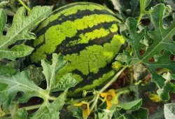 永寿吃瓜视频,揭秘当地特色美食背后的故事