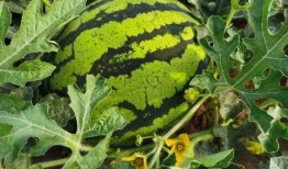 永寿吃瓜视频,揭秘当地特色美食背后的故事