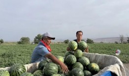 王六堡吃瓜,揭秘娱乐圈幕后故事