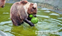 什么动物吃瓜米,鸟类餐桌上的美味诱惑