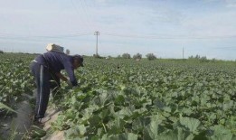 我的阿勒泰吃瓜,一场别开生面的夏日盛宴