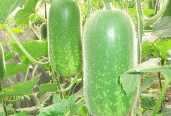 吃瓜一枚1234,网络热词背后的故事