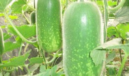 吃瓜一枚1234,网络热词背后的故事