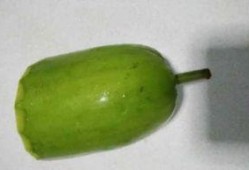 浦瓜不能和什么一起吃,揭秘不能与浦瓜同食的食物