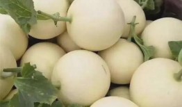 老朱吃瓜,揭秘娱乐圈那些不为人知的幕后故事