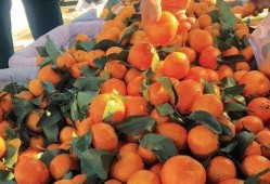 白吊瓜立春可以吃吗,白吊瓜的食用指南