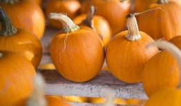 白吊瓜立春可以吃吗,白吊瓜的食用指南