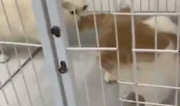 搞笑猫咪吃瓜群众视频,笑料百出！