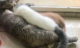 猫抢着吃瓜,瓜香四溢，喵星人大展身手