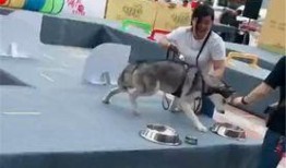 狗参加吃瓜大赛,瓜果飘香，萌宠欢乐竞技场