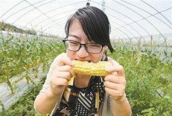 吃玉米瓜甜视频,揭秘甜蜜背后的种植奥秘