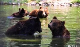 什么动物吃瓜米,鸟类餐桌上的美味诱惑