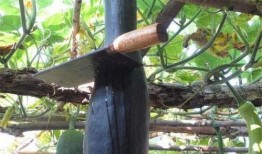 砍刀瓜怎么吃,解锁美味新体验