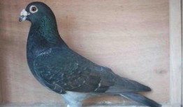 娱乐吃瓜君鸽子,揭秘娱乐圈背后的那些事儿