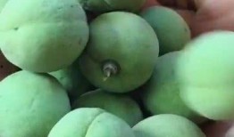 小小桃吃瓜,小小桃的瓜田奇遇记