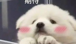 吃瓜可爱图文大全,趣味横生的视觉盛宴