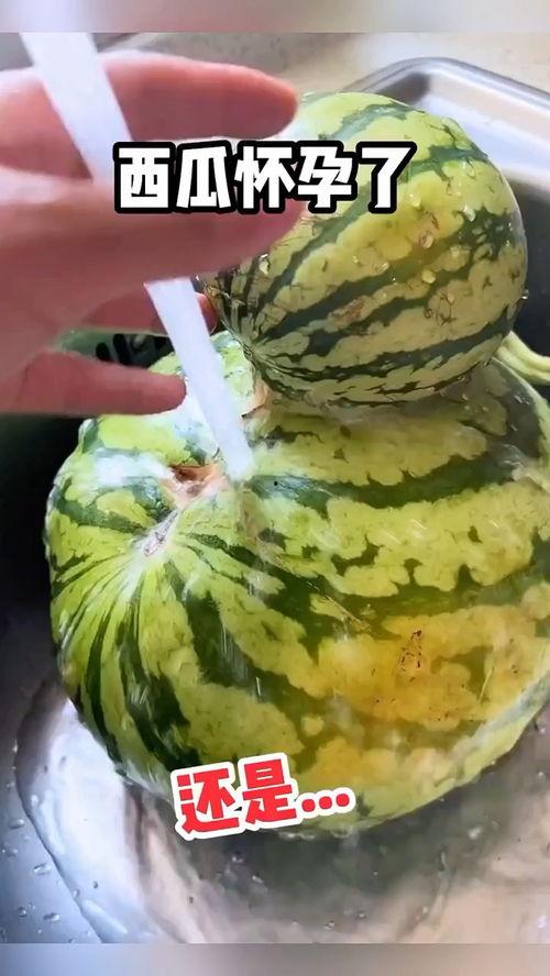 搞笑吃瓜动画视频,带你领略视觉盛宴